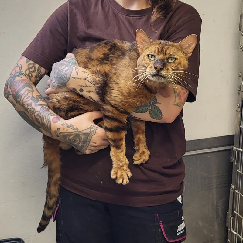 Smokey, rot male Bengal for adoption at Tierheim Fulda, Fulda