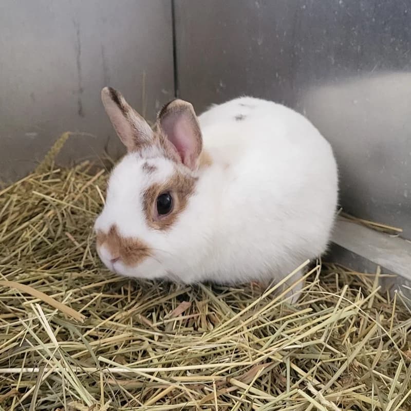 Bunny, puppy mixed breed for adoption at Tierheim Fulda, Fulda