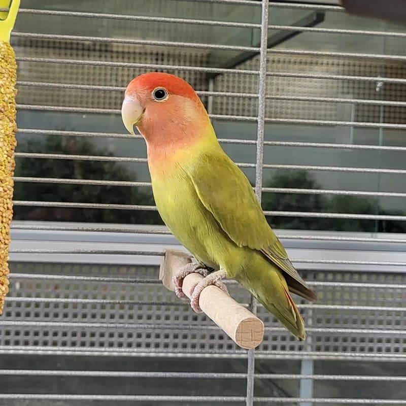 Rose, mixed breed for adoption at Tierheim Fulda, Fulda