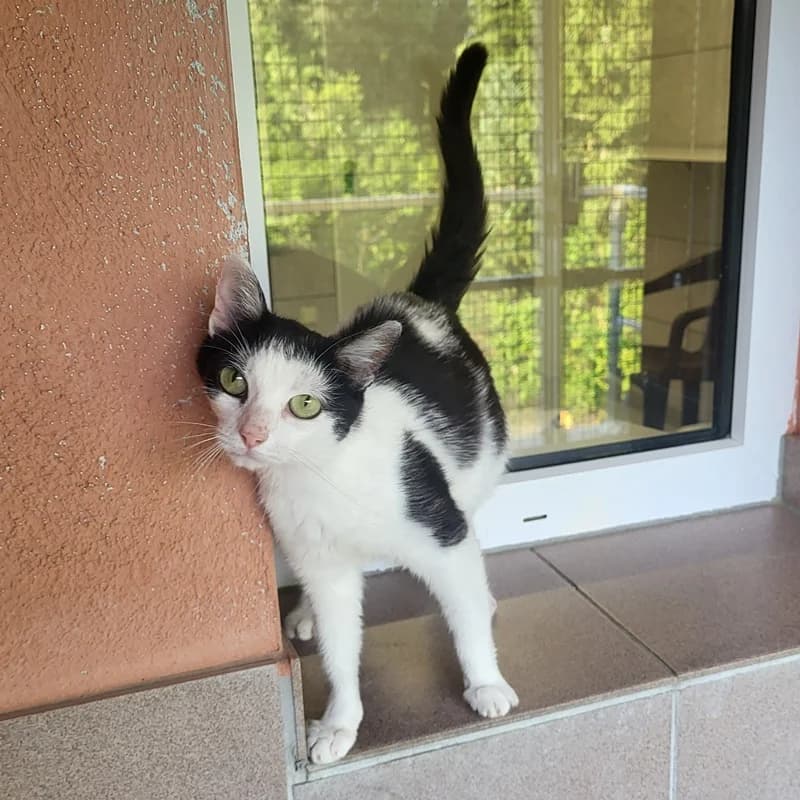 Holly, schwarz European Shorthair for adoption at Tierheim Fulda, Fulda