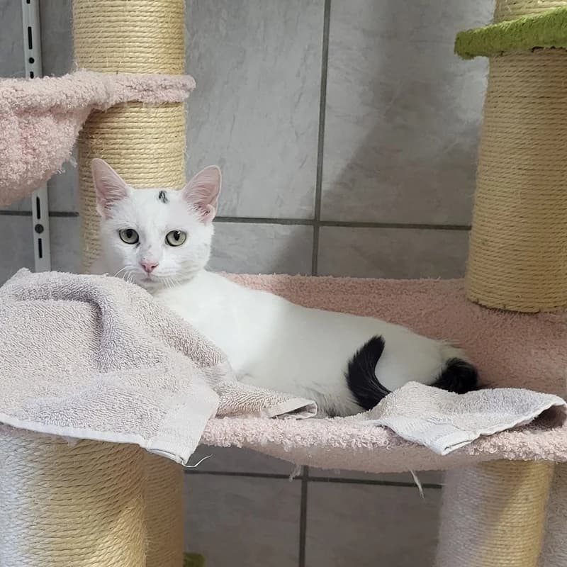 Ember, schwarz young European Shorthair for adoption at Tierheim Fulda, Fulda
