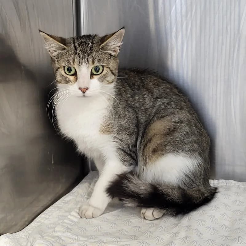 Tokyo, grau European Shorthair for adoption at Tierheim Fulda, Fulda