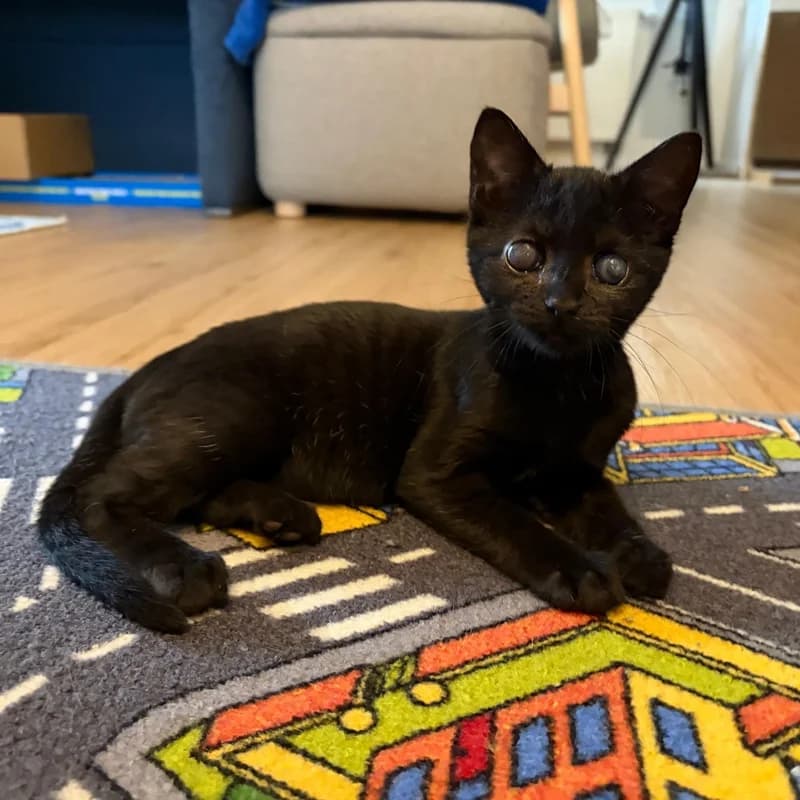 Lara, schwarz puppy European Shorthair for adoption at Tierheim Fulda, Fulda