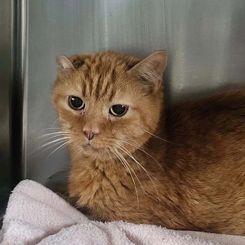 Tiger und Teddy, rot male senior European Shorthair for adoption at Tierheim Fulda, Fulda