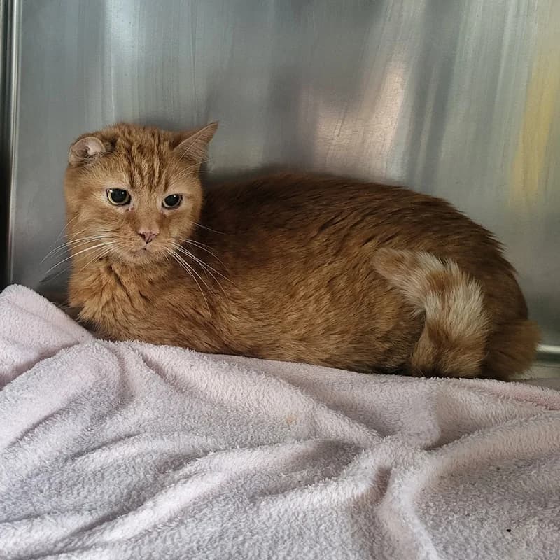 Tiger, male senior European Shorthair for adoption at Tierheim Fulda, Fulda