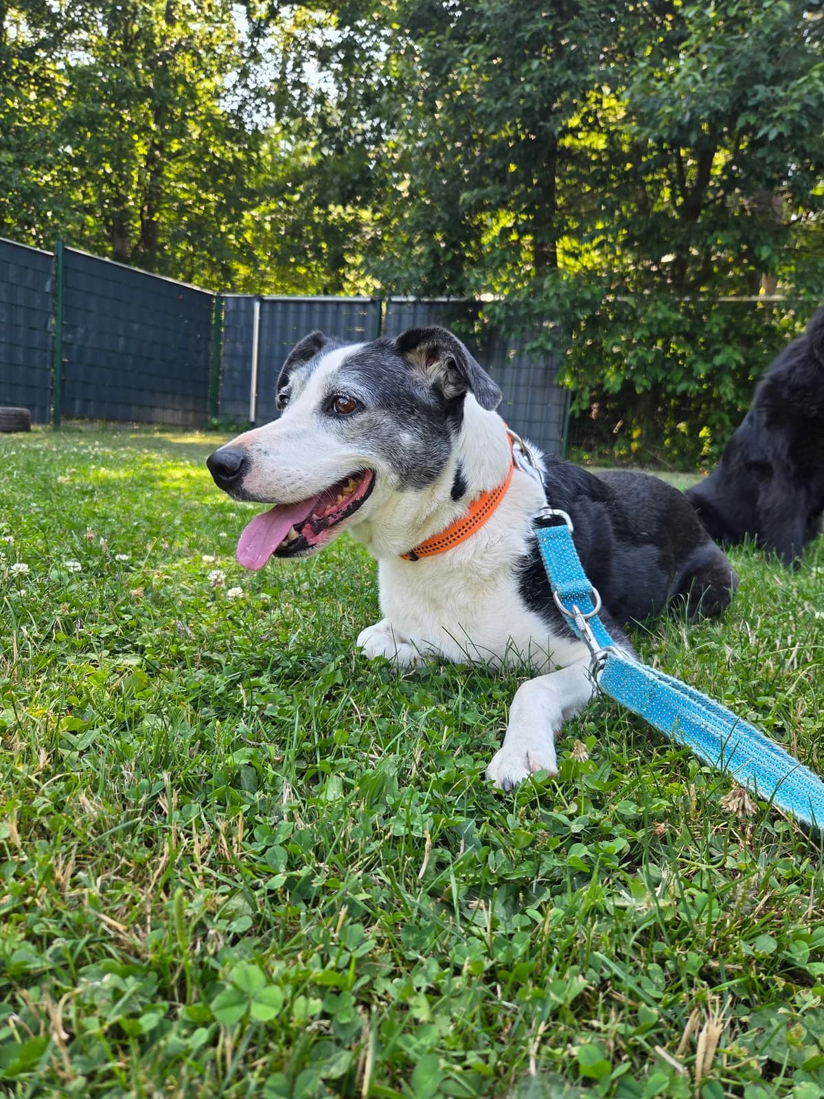 Zara, female senior Mixed Breed for adoption at Tierheim Fulda, Fulda