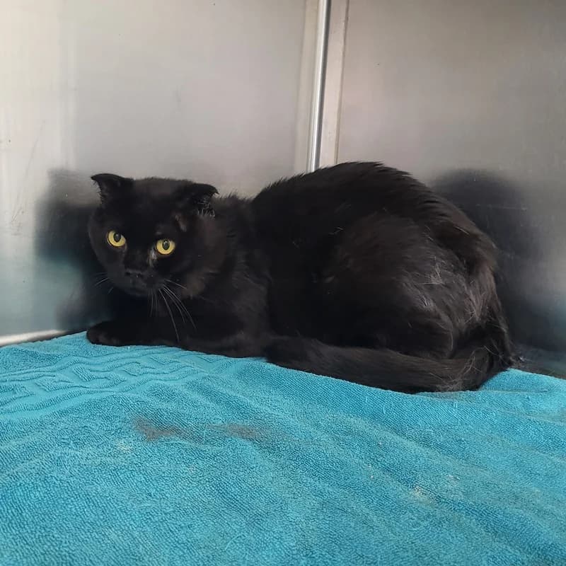 Nino, male Scottish Fold for adoption at Tierheim Fulda, Fulda