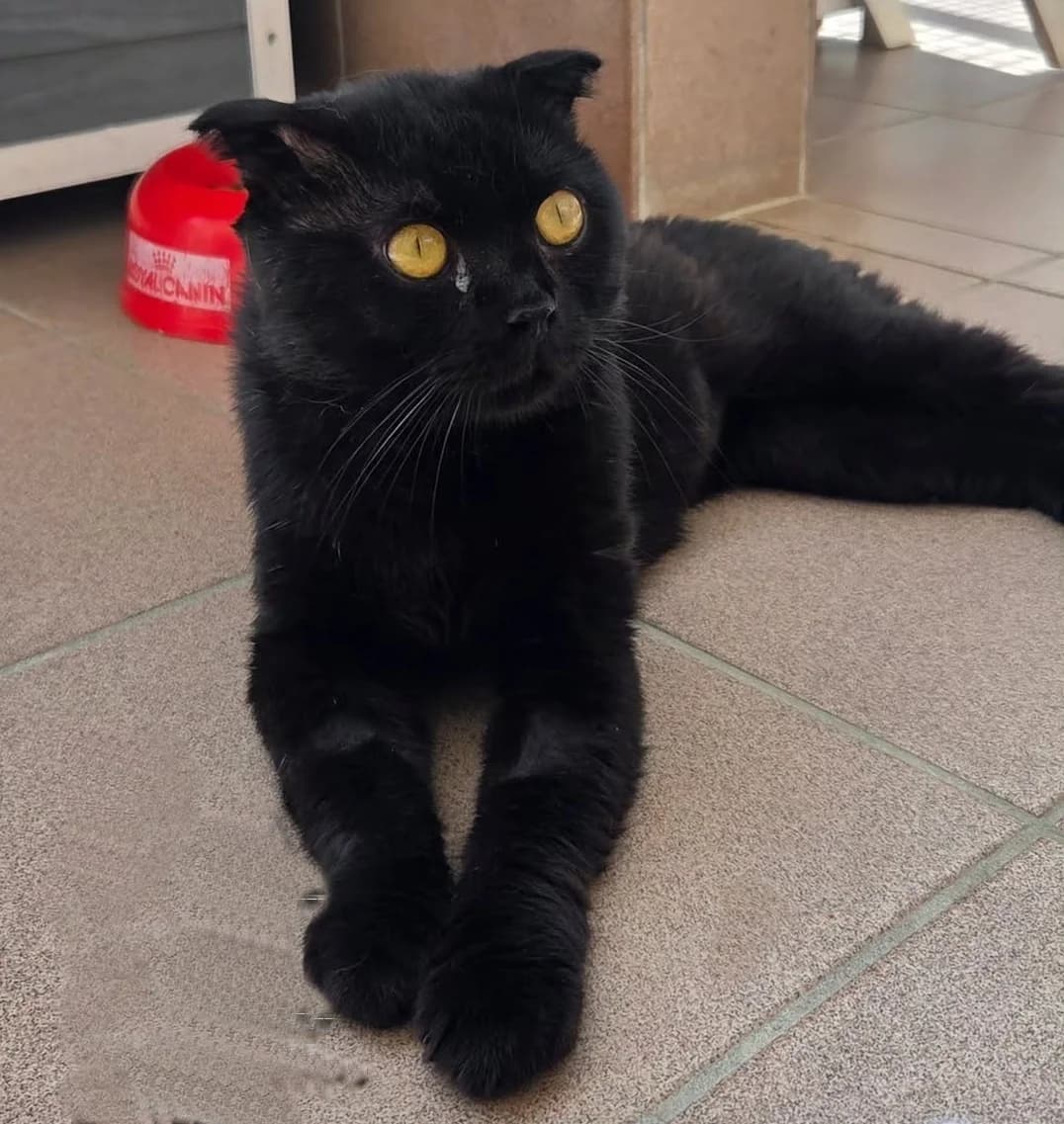 Nino, male Scottish Fold for adoption at Tierheim Fulda, Fulda