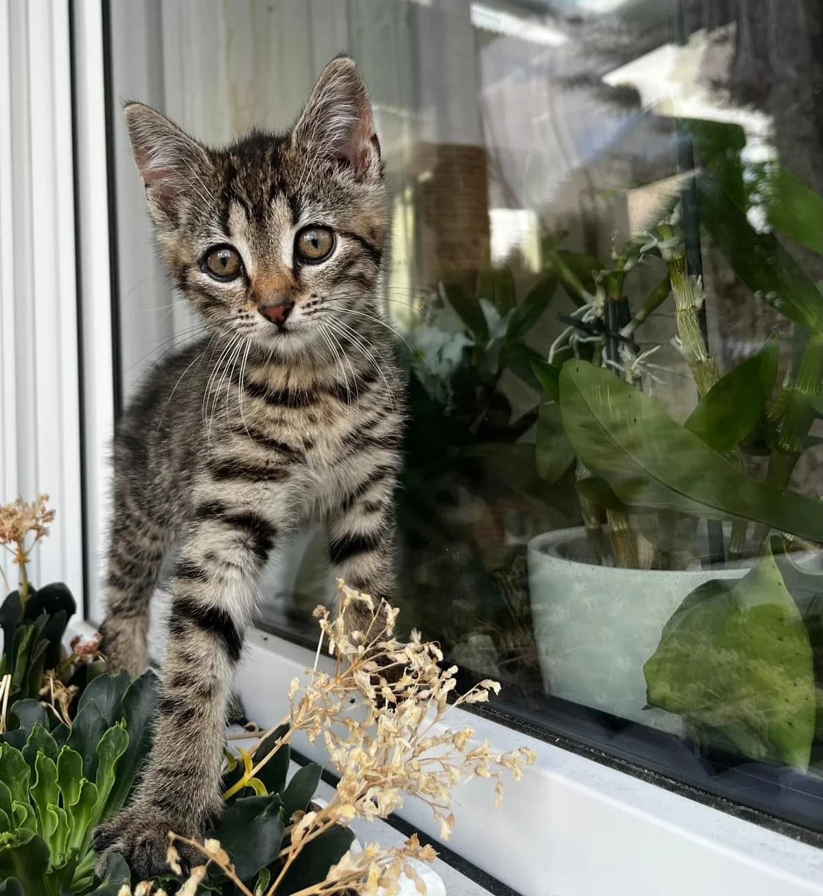 Leah auf einer Pflegestelle, puppy European Shorthair for adoption at Tierheim Fulda, Fulda