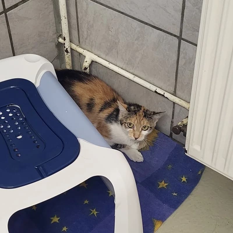 Betty, European Shorthair for adoption at Tierheim Fulda, Fulda