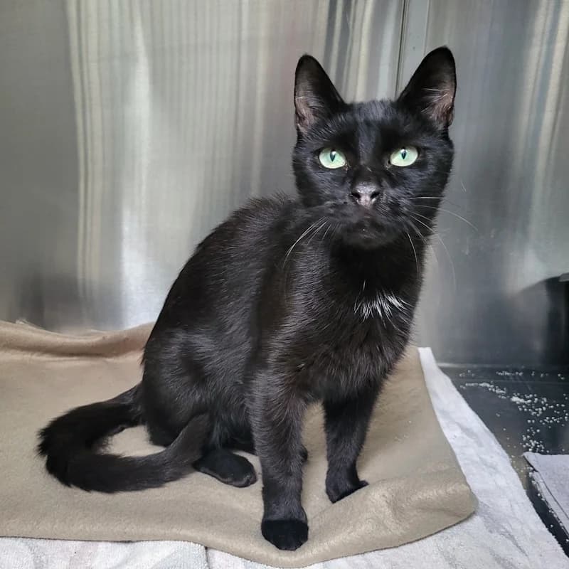 Kessy, European Shorthair for adoption at Tierheim Fulda, Fulda