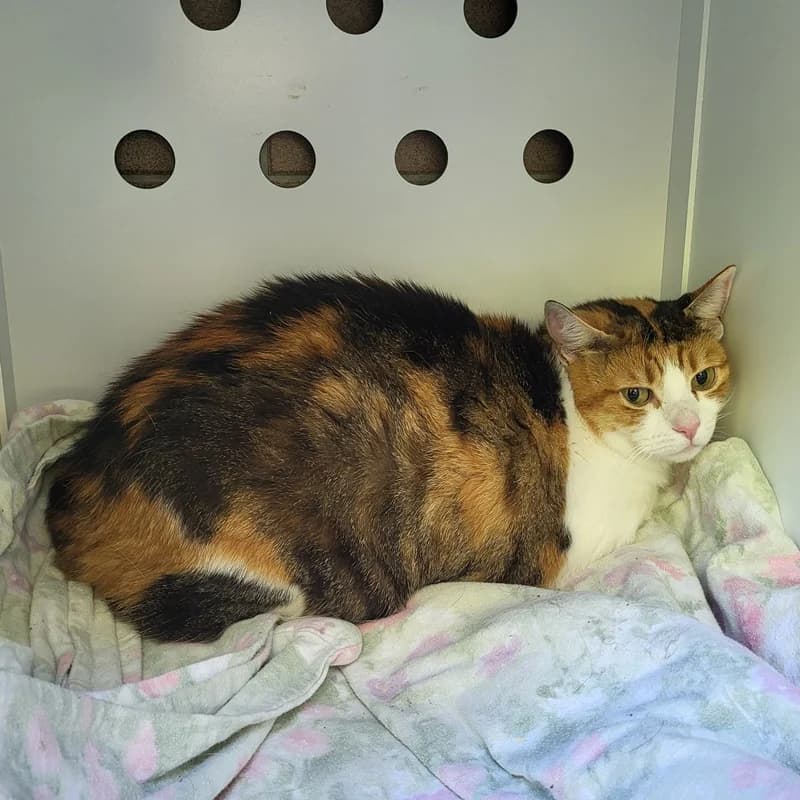 Susi und Tinka, rot senior European Shorthair for adoption at Tierheim Fulda, Fulda