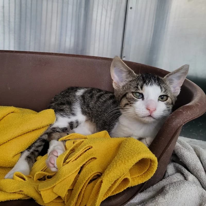 Mable und Merlin, male puppy European Shorthair for adoption at Tierheim Fulda, Fulda