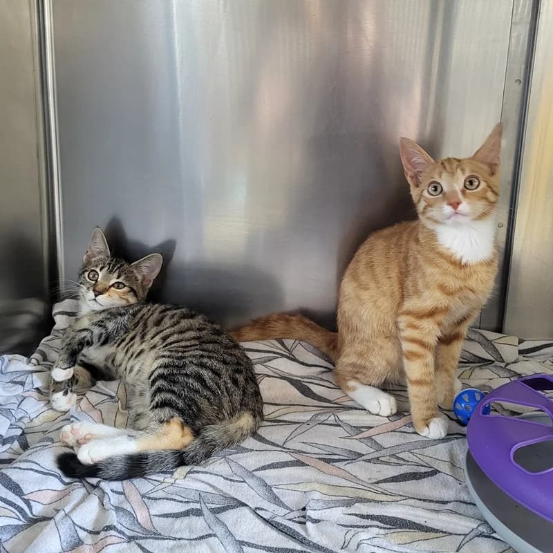 Maxi und Moritz, male puppy European Shorthair for adoption at Tierheim Fulda, Fulda