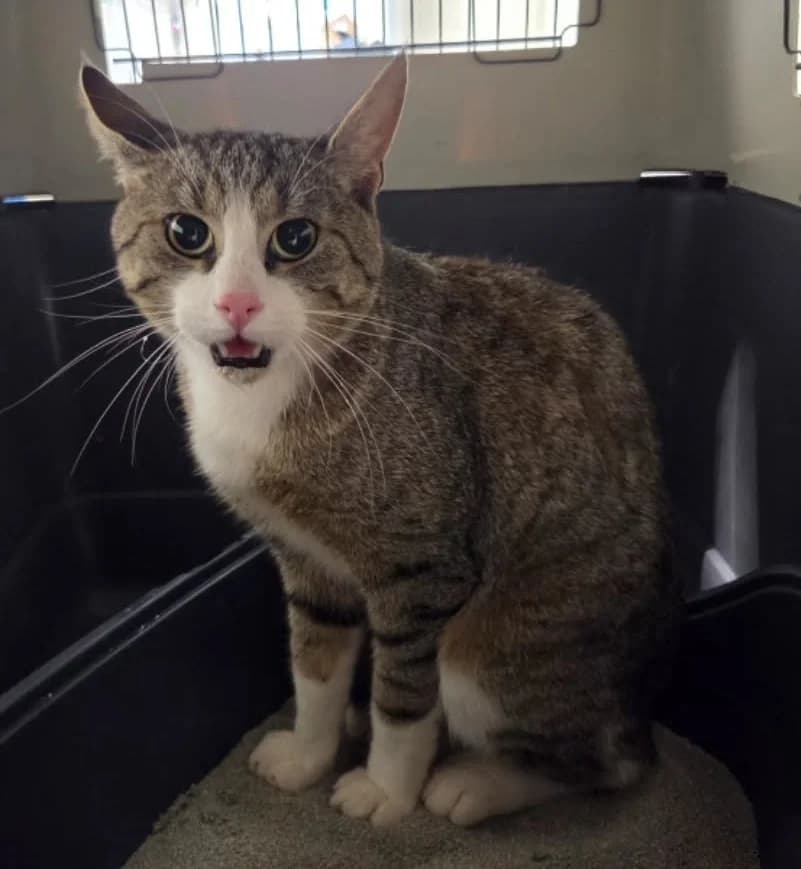 Lee, grau male European Shorthair for adoption at Tierheim Fulda, Fulda