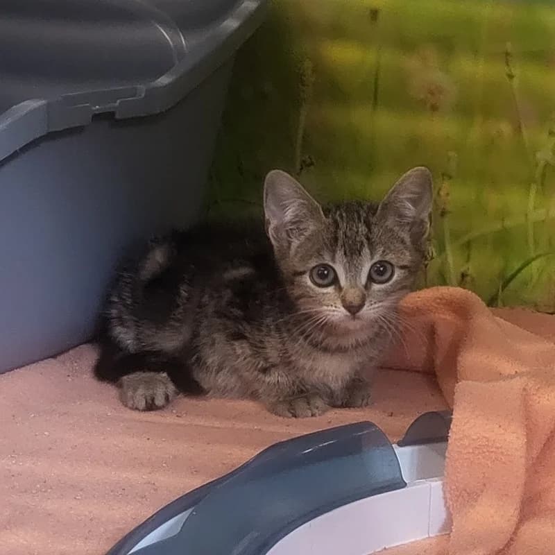 Stella, Schnupsi und Sammy, male puppy European Shorthair for adoption at Tierheim Fulda, Fulda