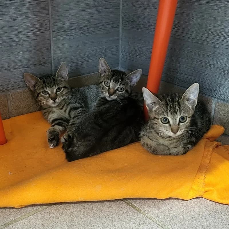 Stella, Schnupsi und Sammy, male puppy European Shorthair for adoption at Tierheim Fulda, Fulda