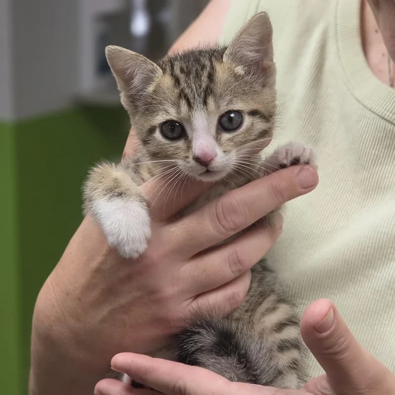 Henna befindet sich auf einer Pflegestelle, weiß puppy European Shorthair for adoption at Tierheim Fulda, Fulda
