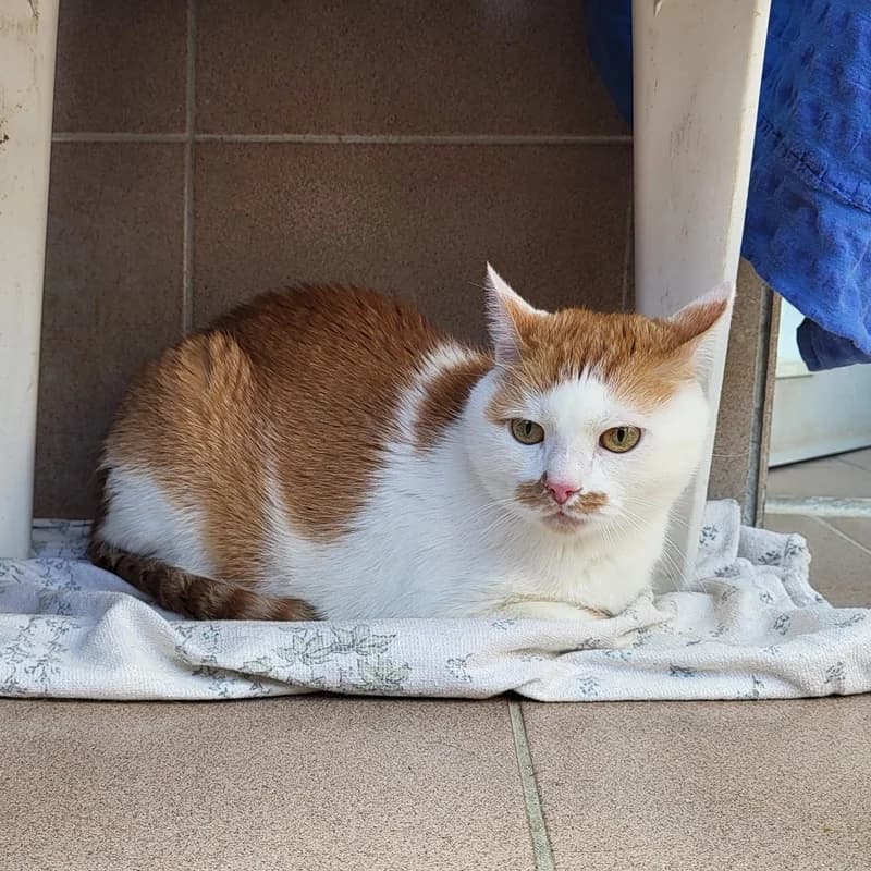Sam, rot male European Shorthair for adoption at Tierheim Fulda, Fulda