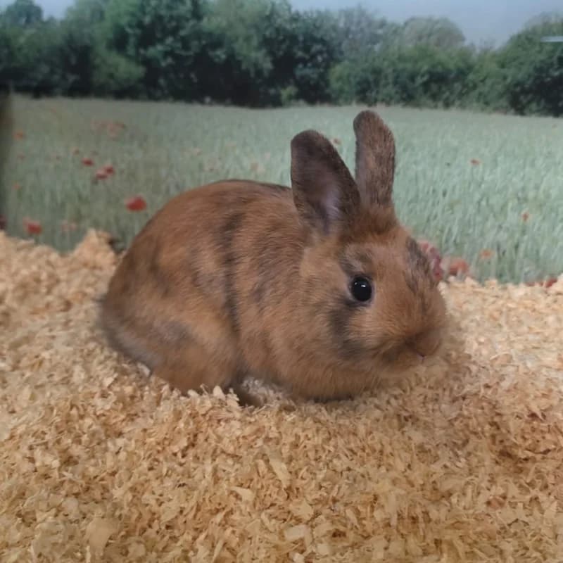 Momo, mixed breed for adoption at Tierheim Fulda, Fulda