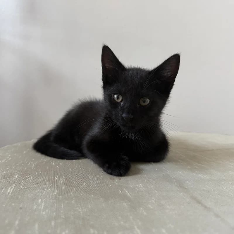 Mogli, male puppy European Shorthair for adoption at Tierheim Fulda, Fulda