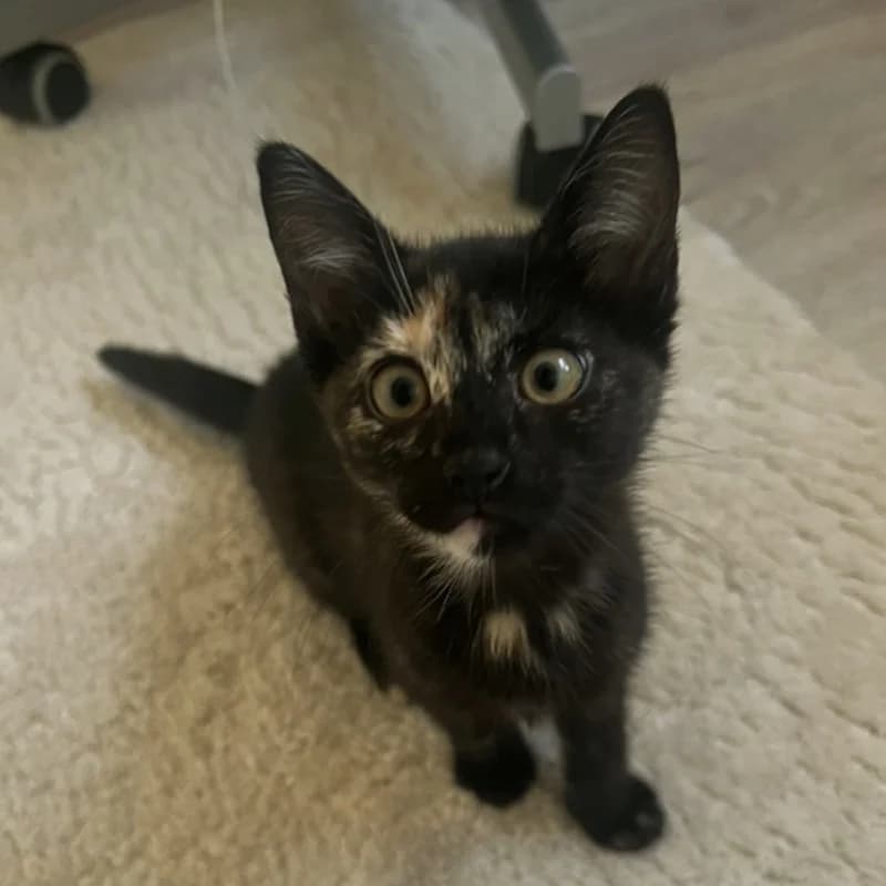 Kira, puppy European Shorthair for adoption at Tierheim Fulda, Fulda