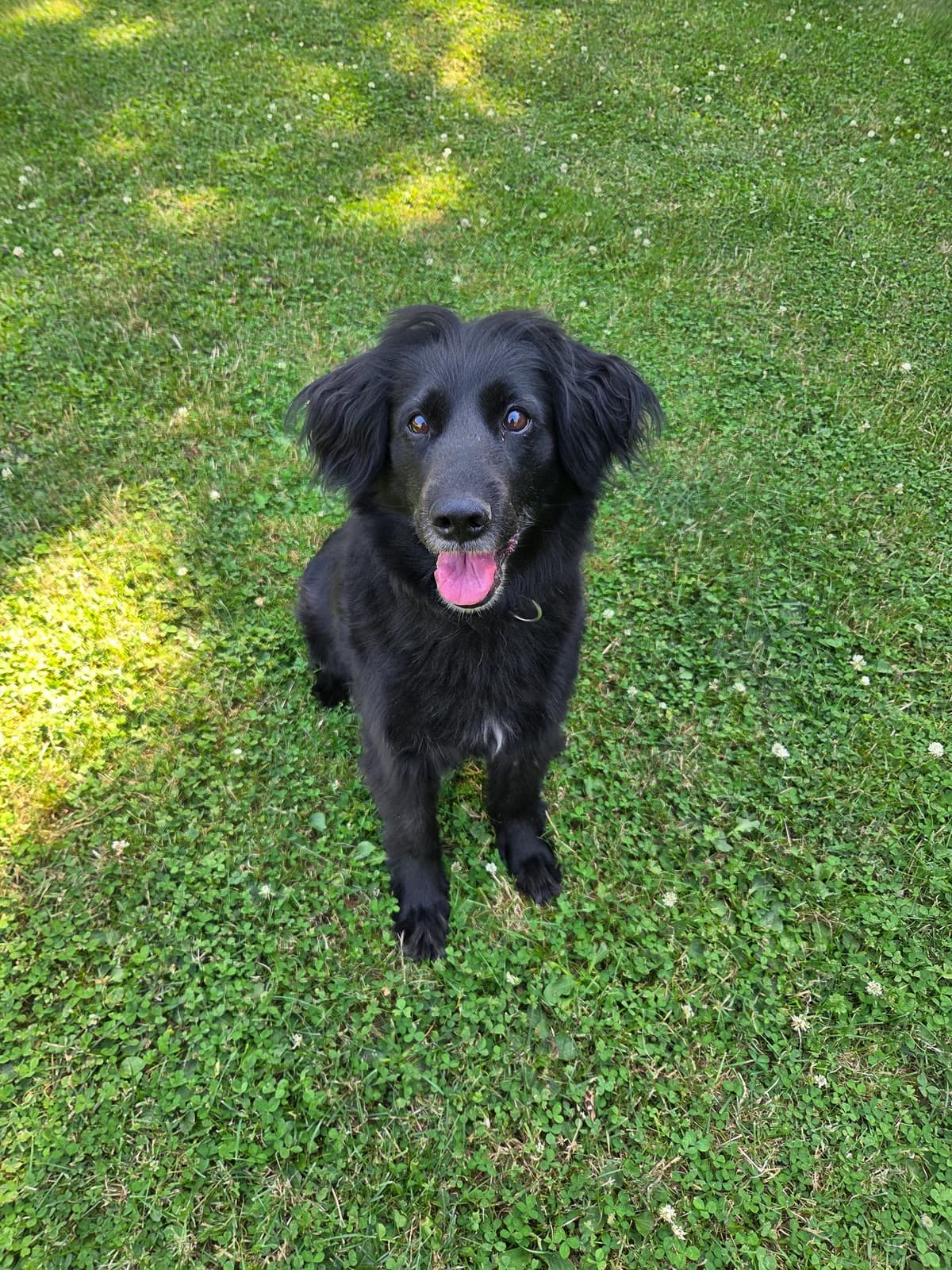 Connie, female senior Mixed Breed for adoption at Tierheim Fulda, Fulda