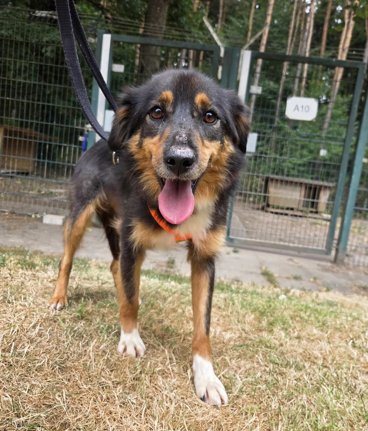 Koda, female 3yo Mixed Breed for adoption at Tierheim Fulda, Fulda