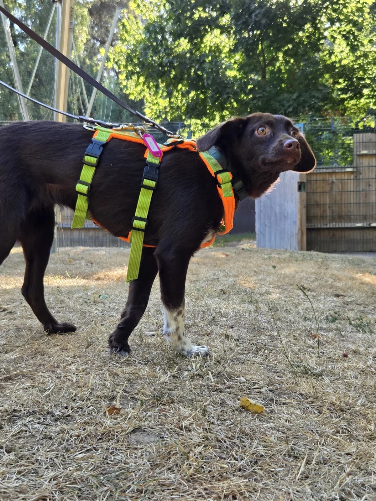 Milka, female young Mixed Breed for adoption at Tierheim Fulda, Fulda