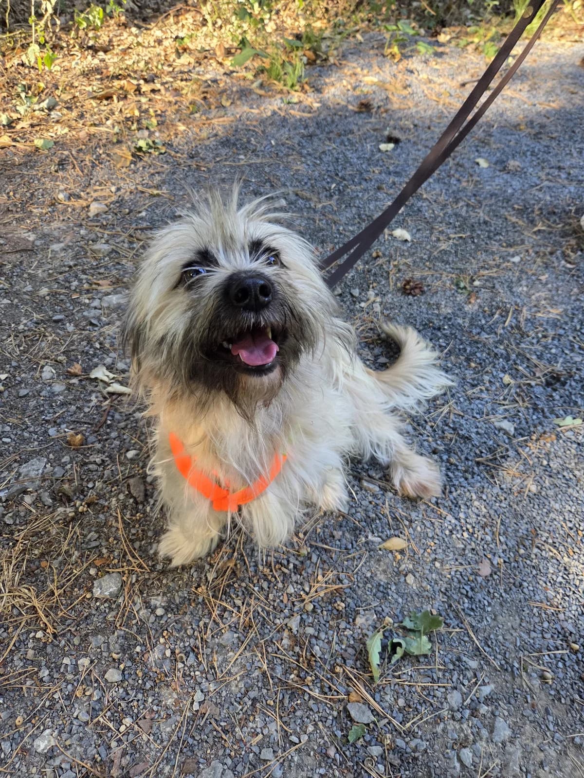 Alfi, male young Mixed Breed for adoption at Tierheim Fulda, Fulda