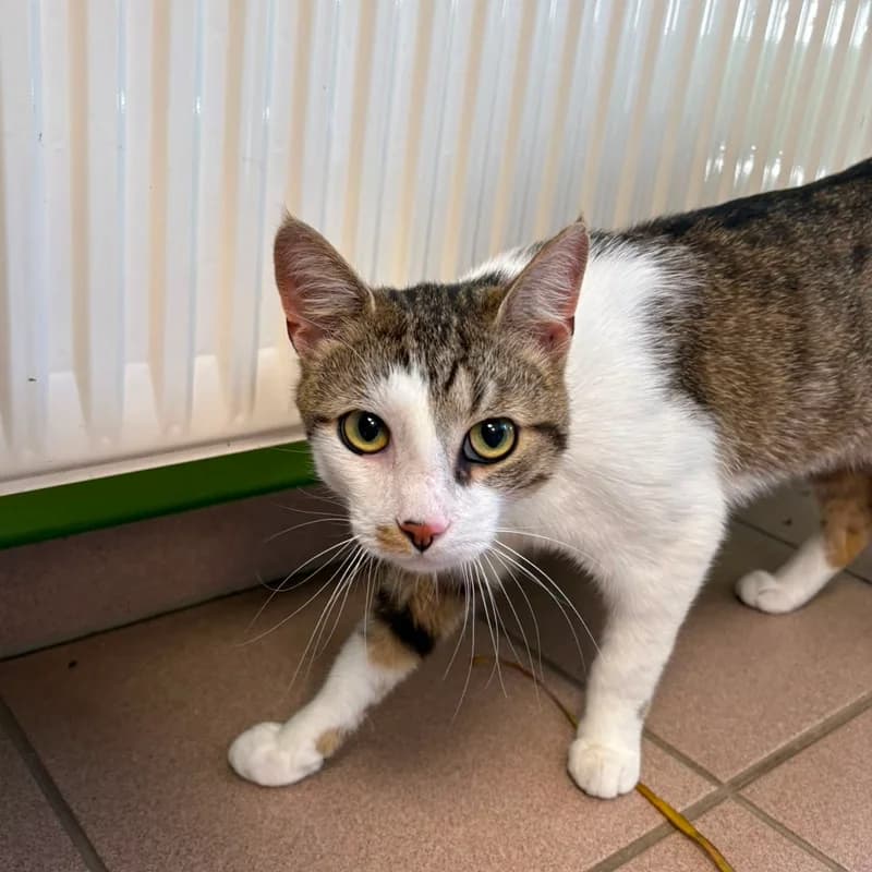 Gorbeheshi, weiß male puppy European Shorthair for adoption at Tierheim Fulda, Fulda
