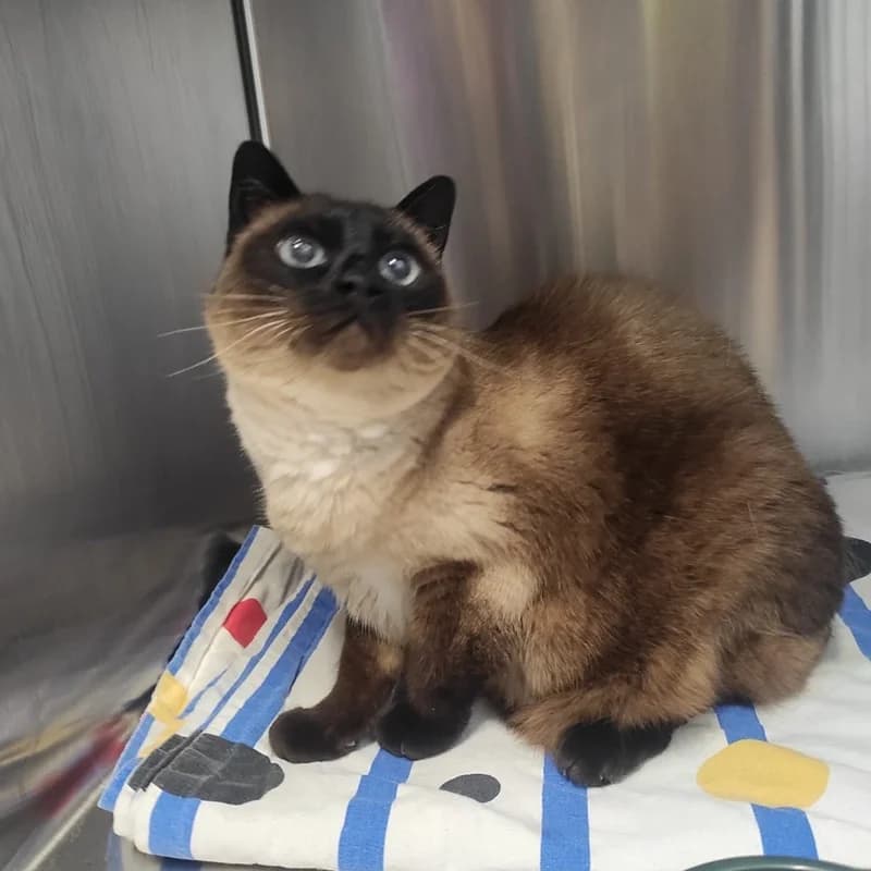 Siam, beige senior mixed breed for adoption at Tierheim Fulda, Fulda