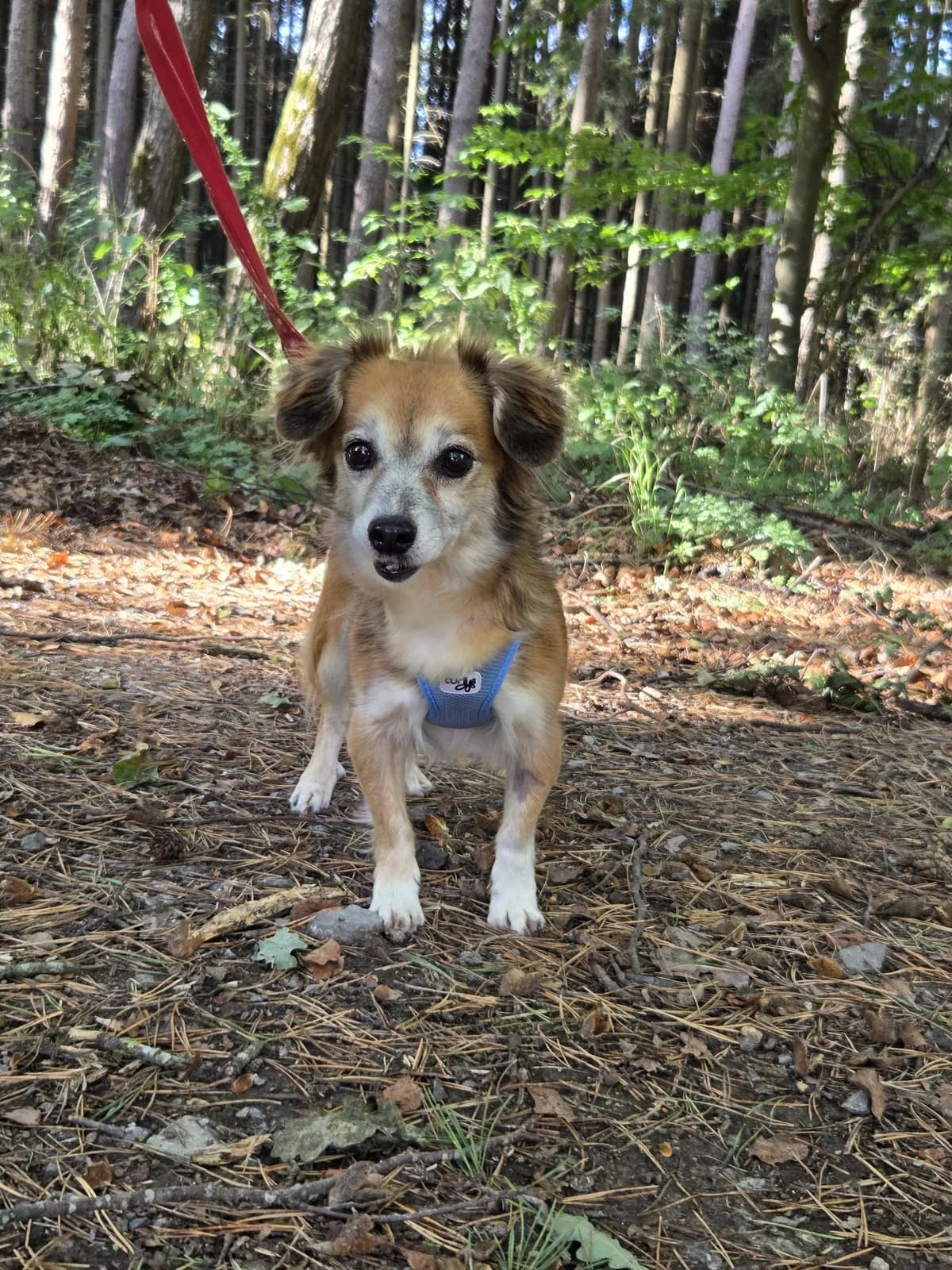 Sally, female Mixed Breed for adoption at Tierheim Fulda, Fulda