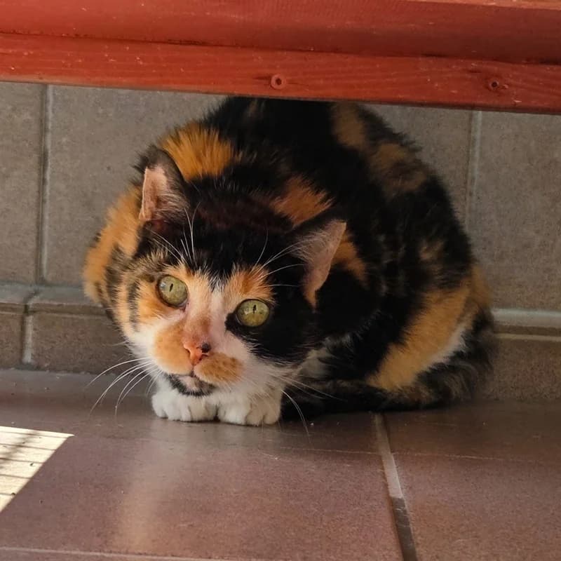 Jule, European Shorthair for adoption at Tierheim Fulda, Fulda