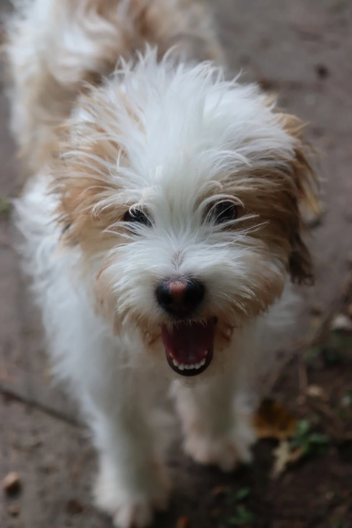 Fritzi, female puppy Mixed Breed for adoption at Tierheim Fulda, Fulda