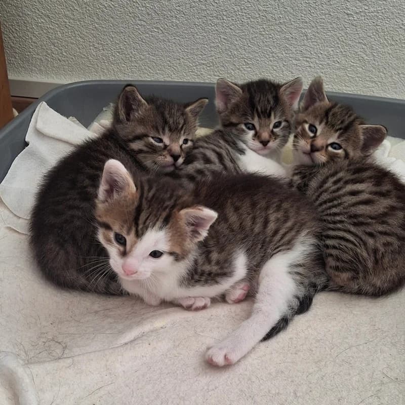 Hero, Hera, Minos und Maia, weiß male puppy European Shorthair for adoption at Tierheim Fulda, Fulda