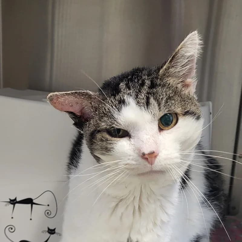 Ralf, male European Shorthair for adoption at Tierheim Fulda, Fulda
