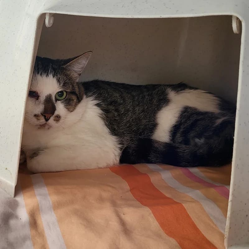 Jona, male European Shorthair for adoption at Tierheim Fulda, Fulda