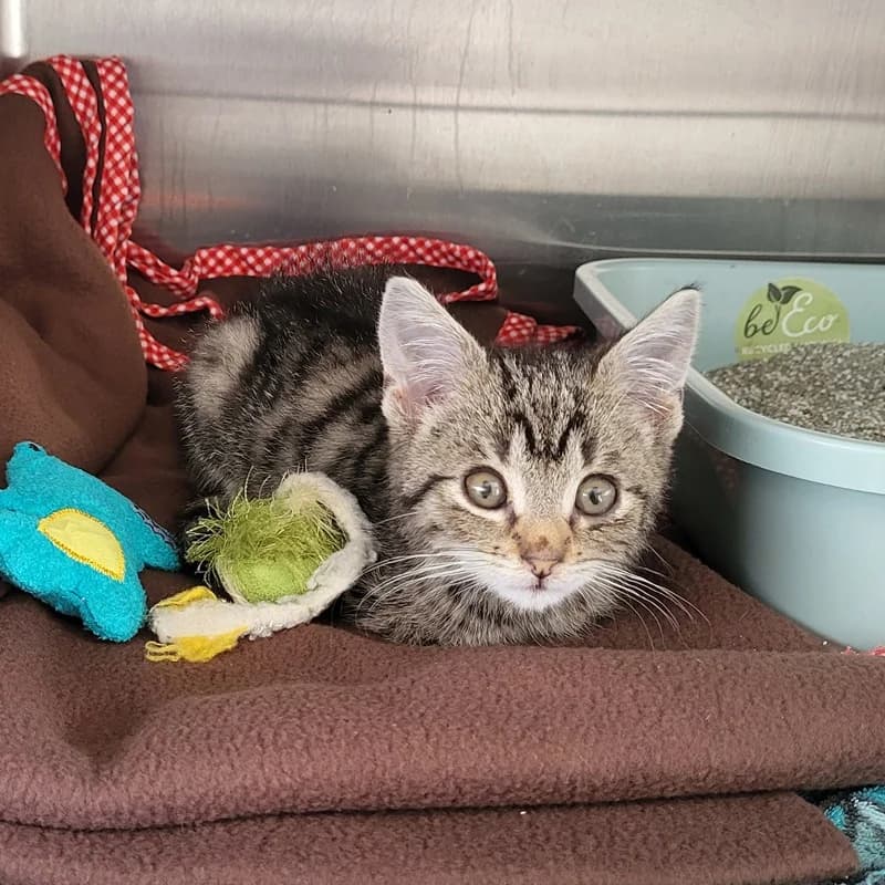 Samu, male puppy European Shorthair for adoption at Tierheim Fulda, Fulda