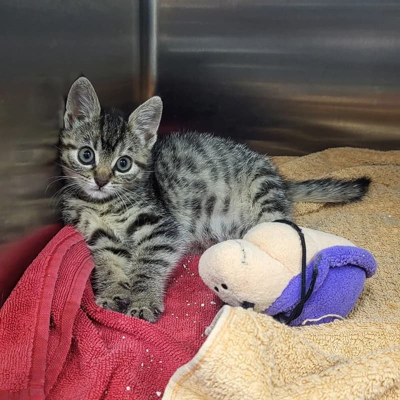 Mandarine, puppy European Shorthair for adoption at Tierheim Fulda, Fulda