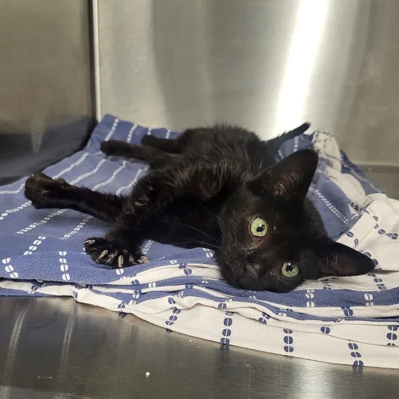 Pebbles, puppy European Shorthair for adoption at Tierheim Fulda, Fulda