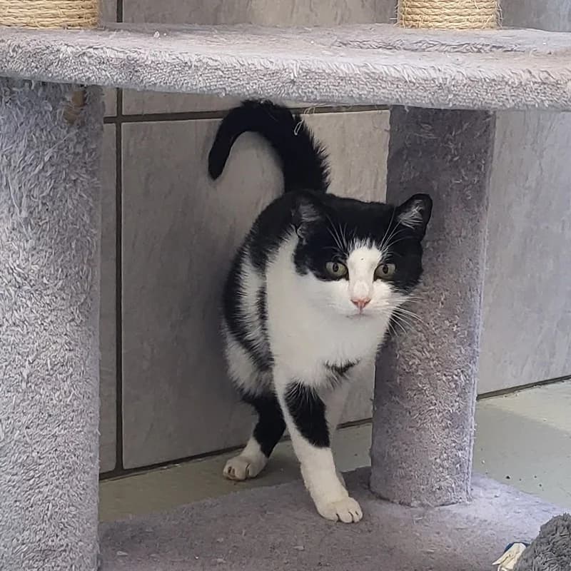 Emma, schwarz puppy European Shorthair for adoption at Tierheim Fulda, Fulda