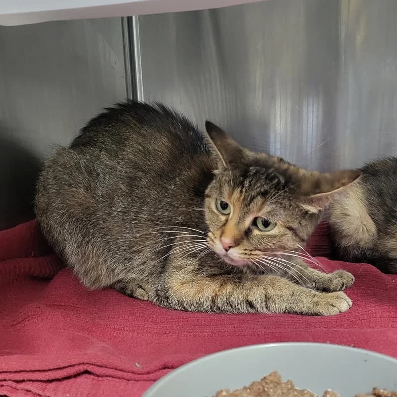 Leyla, puppy European Shorthair for adoption at Tierheim Fulda, Fulda