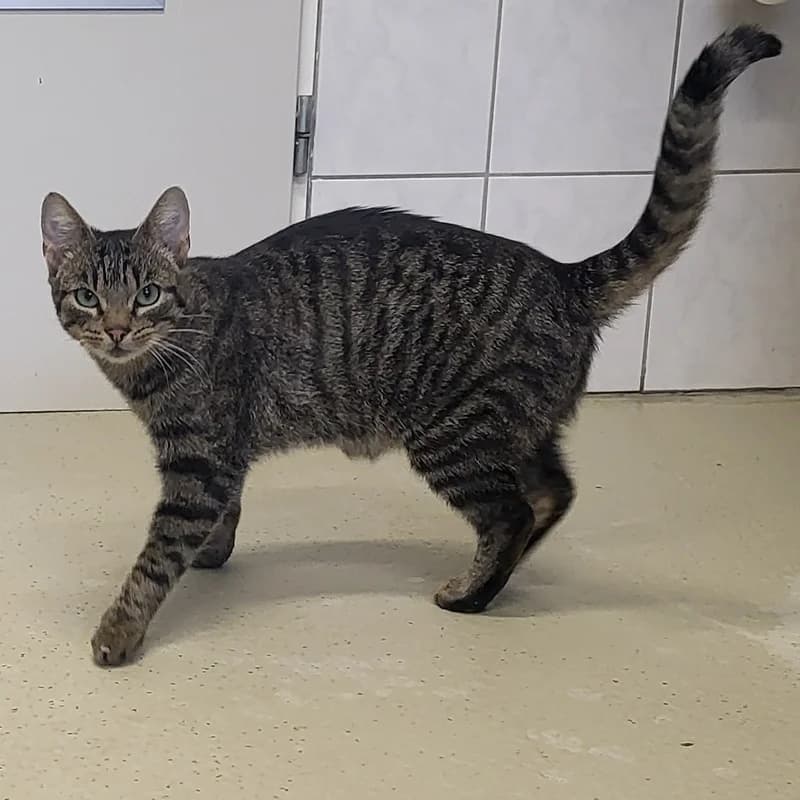 Vito, male puppy European Shorthair for adoption at Tierheim Fulda, Fulda