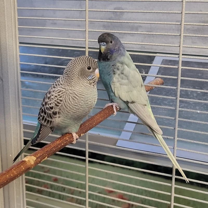 Flip und Floppy, grau mixed breed for adoption at Tierheim Fulda, Fulda