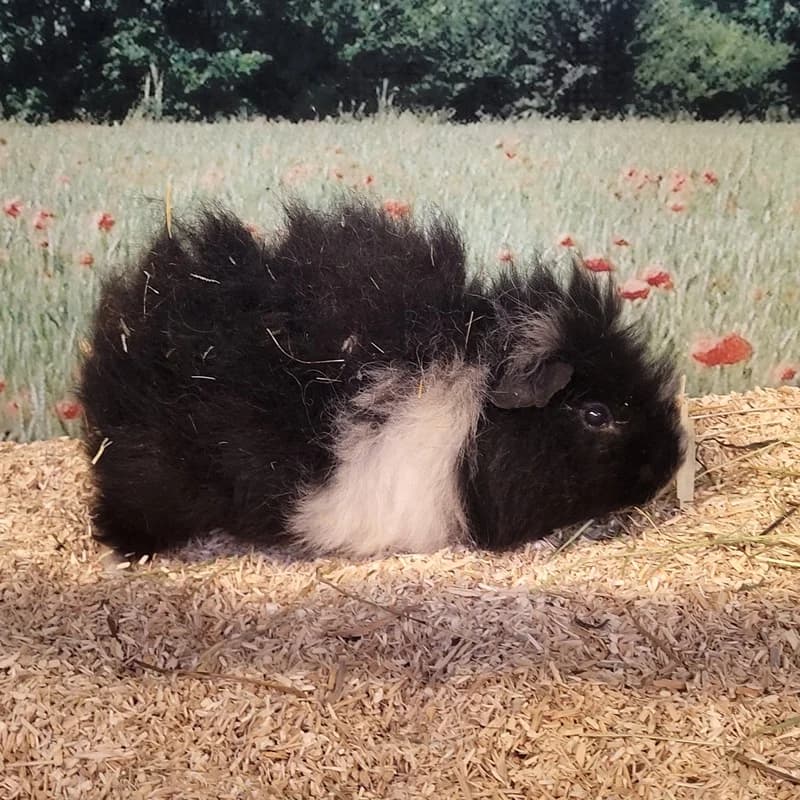 Bonnie, schwarz 7yo mixed breed for adoption at Tierheim Fulda, Fulda