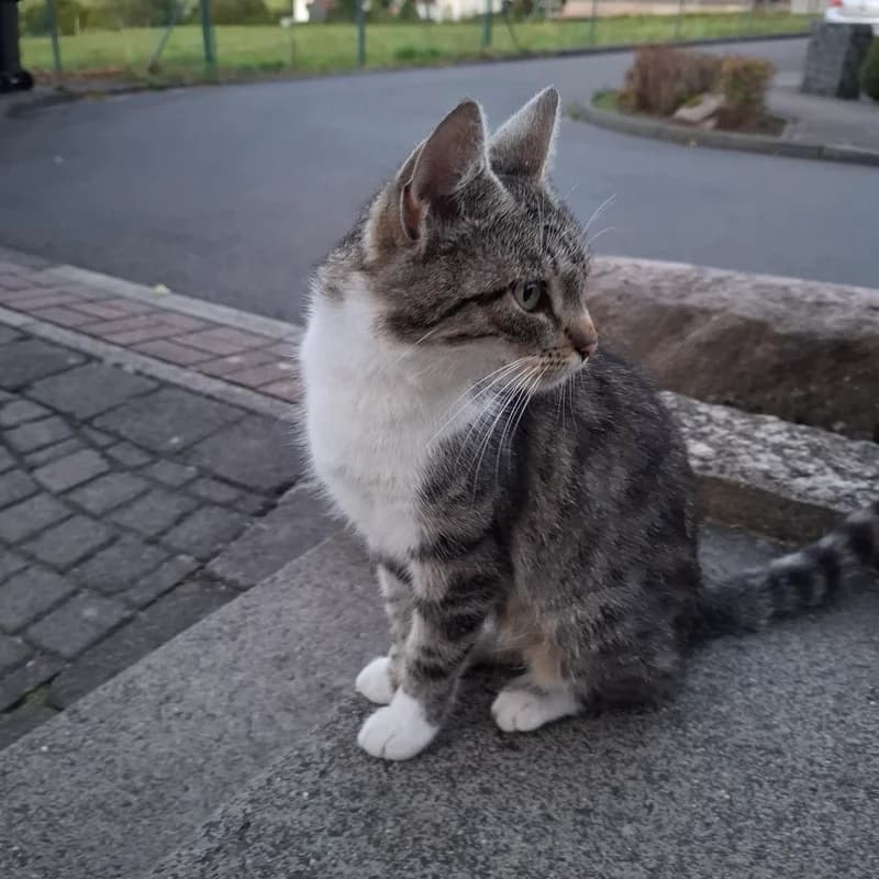 Pipa, grau puppy European Shorthair for adoption at Tierheim Fulda, Fulda
