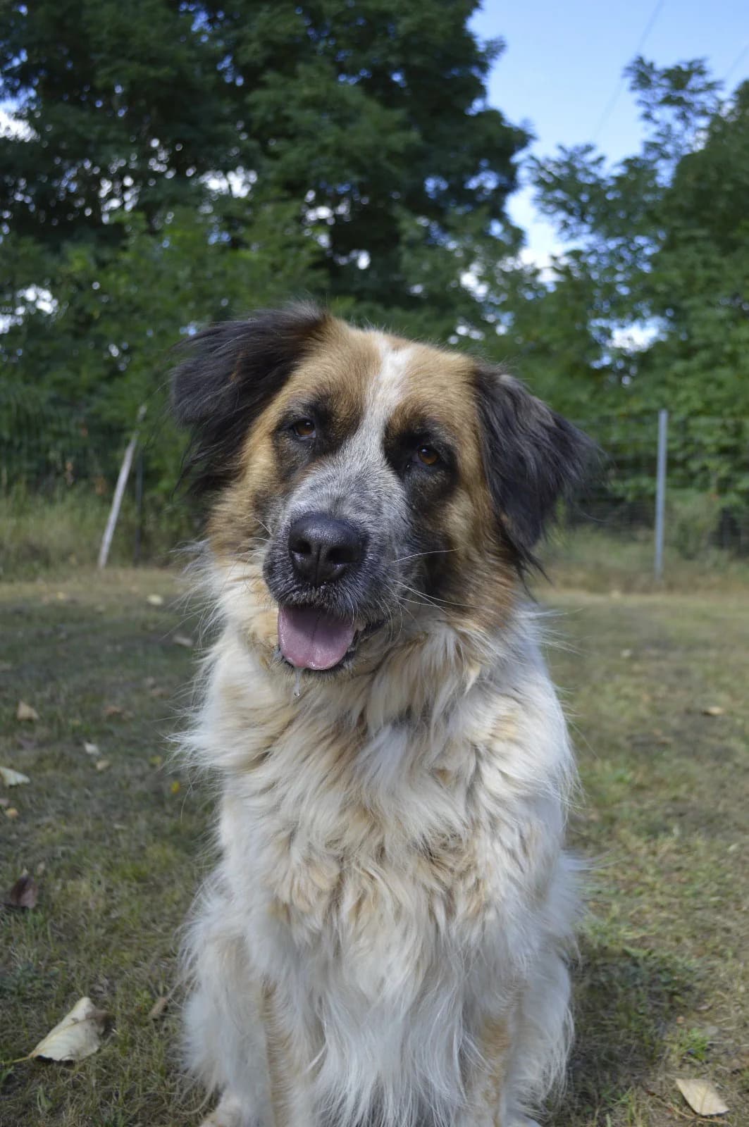 Amy, female 5yo Border Collie for adoption at Tierheim Gardelegen, Gardelegen