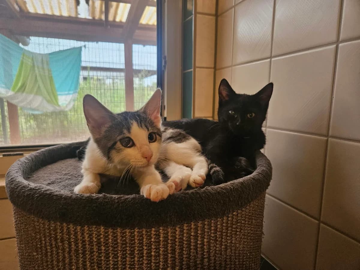 Anna & Elsa (auf Probe), female European Shorthair for adoption at Tierheim Gardelegen, Gardelegen