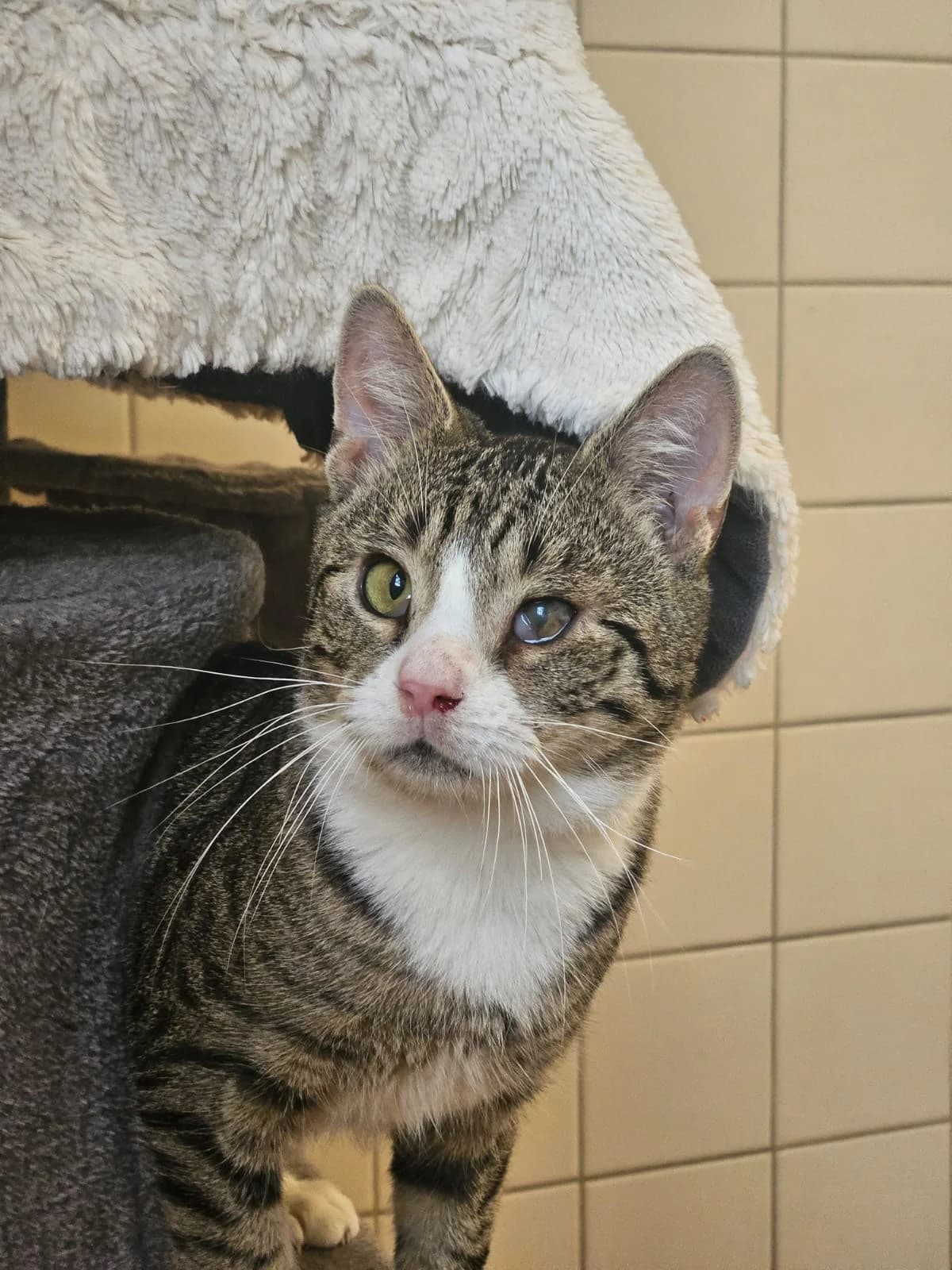 Gravedo, male young European Shorthair for adoption at Tierheim Gardelegen, Gardelegen